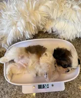 Maverick AKC champion🏆, a male Shih Tzu for sale in Long Beach, CA – 4 of 10