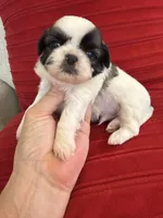 Akc Nacho Champion 🏆, a male Shih Tzu for sale in Long Beach, CA – 3 of 7