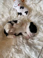 Akc Moo Moo champion 🏆, a male Shih Tzu for sale in Long Beach, CA – 7 of 9