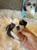 Maverick AKC champion🏆, a male Shih Tzu for sale in Long Beach, CA – 8 of 10