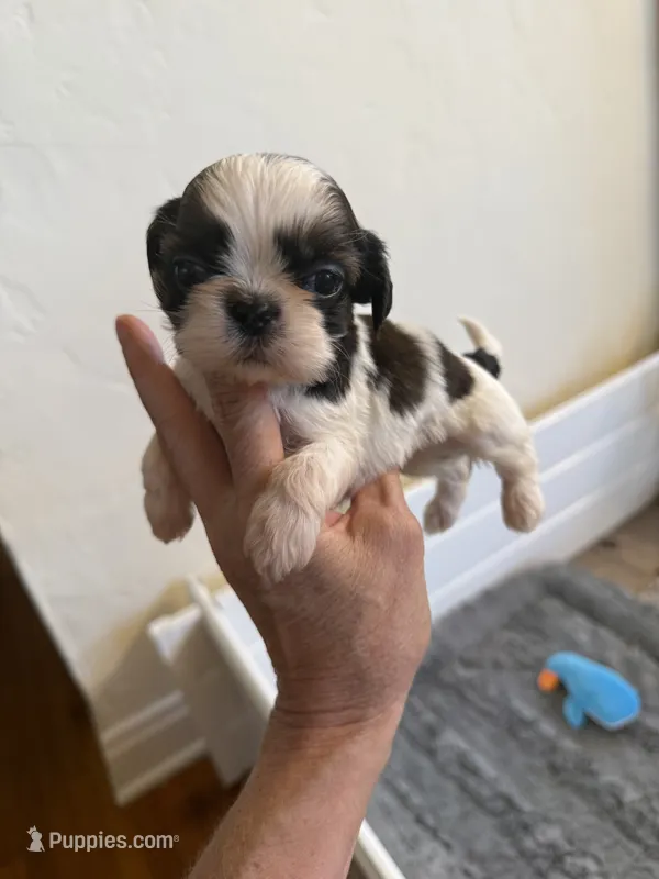 Male #1 Akc  – Shih Tzu puppy for sale in Long Beach, CA
