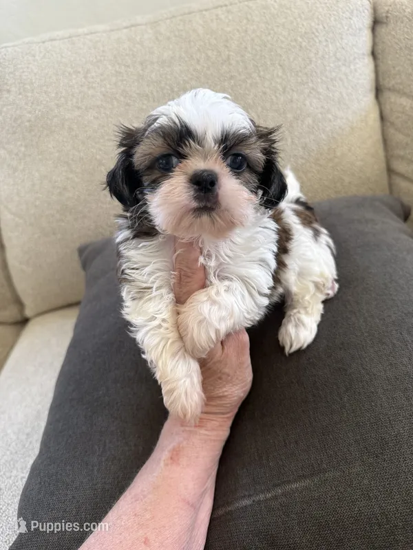 Male#1 champion – Shih Tzu puppy for sale in Long Beach, CA