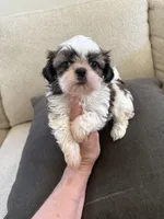 Male#1 champion, a male Shih Tzu for sale in Long Beach, CA – 1 of 4