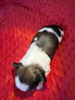 Akc Princess 🏆, a female Shih Tzu for sale in Long Beach, CA – 5 of 8