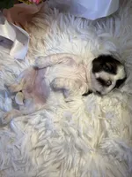 Akc honey 🍯 , a female Shih Tzu for sale in Long Beach, CA – 2 of 8