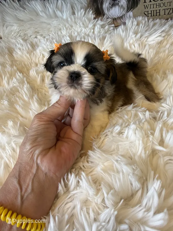 AKC Poppy - Champion Bloodline – Shih Tzu puppy for sale in Long Beach, CA