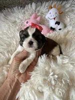 AKC Mochi - Champion Bloodline, a female Shih Tzu for sale in Long Beach, CA – 6 of 8
