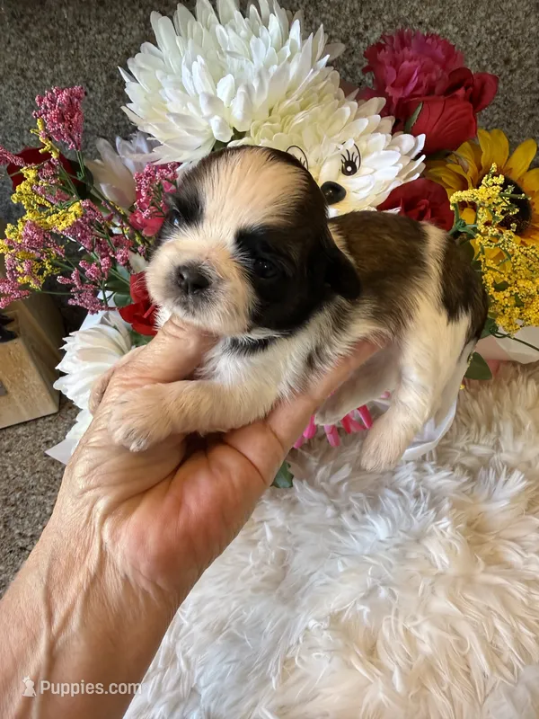 AKC Daisy  Champion Bloodline – Shih Tzu puppy for sale in Long Beach, CA
