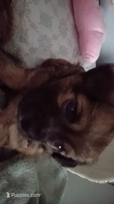Aspen Elsie Bloomfield  – Chihuahua puppy for sale in Madera, CA