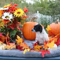 Oreo, a male Miniature Aussiedoodle for sale in Hopkins, MO – Photo 8 of 10