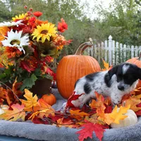 Oreo, a male Miniature Aussiedoodle for sale in Hopkins, MO – Photo 2 of 10