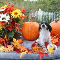Oreo, a male Miniature Aussiedoodle for sale in Hopkins, MO – Photo 4 of 10