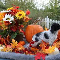Oreo, a male Miniature Aussiedoodle for sale in Hopkins, MO – Photo 9 of 10