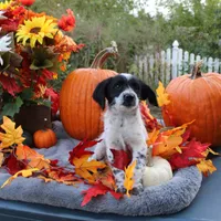 Oreo, a male Miniature Aussiedoodle for sale in Hopkins, MO – Photo 6 of 10