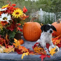 Oreo, a male Miniature Aussiedoodle for sale in Hopkins, MO – Photo 5 of 10