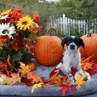 Oreo, a male Miniature Aussiedoodle for sale in Hopkins, MO – Photo 3 of 10