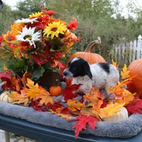 Oreo, a male Miniature Aussiedoodle for sale in Hopkins, MO – Photo 10 of 10