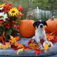 Oreo, a male Miniature Aussiedoodle for sale in Hopkins, MO – Photo 1 of 10