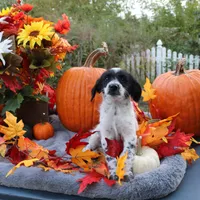 Oreo, a male Miniature Aussiedoodle for sale in Hopkins, MO – Photo 7 of 10