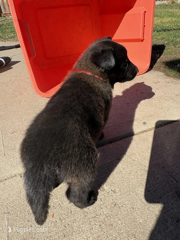 Red  – Belgian Malinois puppy for sale in Commerce City, CO