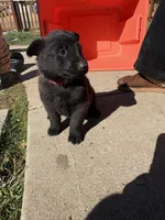 Red , a female Belgian Malinois for sale in Commerce City, CO – Photo 3 of 4