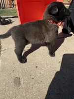 Red , a female Belgian Malinois for sale in Commerce City, CO – Photo 4 of 4