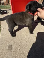 Red , a female Belgian Malinois for sale in Commerce City, CO – Photo 2 of 4