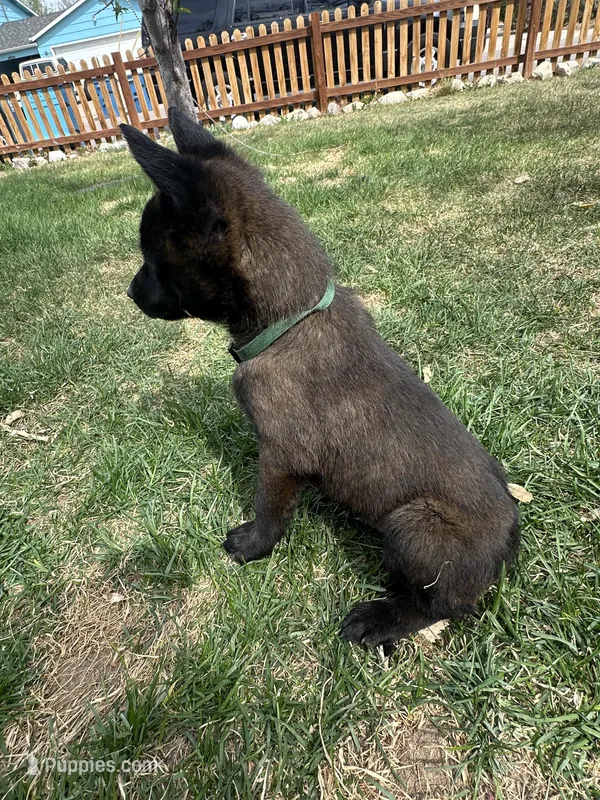 Green, a male Belgian Malinois for sale in Commerce City, CO – Photo 1 of 2