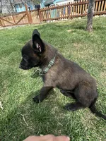 Green, a male Belgian Malinois for sale in Commerce City, CO – Photo 2 of 2