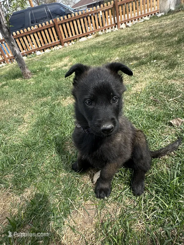 Purple , a female Belgian Malinois for sale in Commerce City, CO – Photo 1 of 1