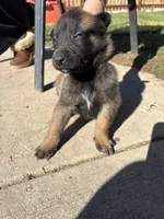 Yellow, a male Belgian Malinois for sale in Commerce City, CO – Photo 4 of 5