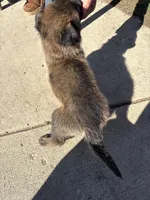 Yellow, a male Belgian Malinois for sale in Commerce City, CO – Photo 3 of 5