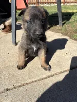 Yellow, a male Belgian Malinois for sale in Commerce City, CO – Photo 5 of 5