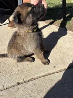 Yellow, a male Belgian Malinois for sale in Commerce City, CO – Photo 2 of 5