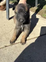 Yellow, a male Belgian Malinois for sale in Commerce City, CO – Photo 1 of 5