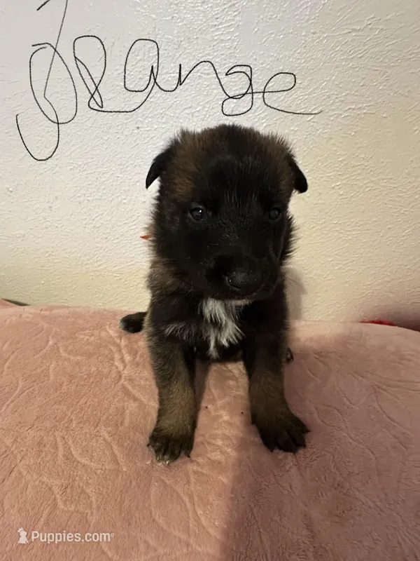 Orange , a male Belgian Malinois for sale in Commerce City, CO – Photo 1 of 2