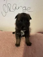 Orange , a male Belgian Malinois for sale in Commerce City, CO – Photo 1 of 2