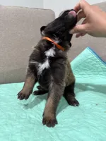 Orange , a male Belgian Malinois for sale in Commerce City, CO – Photo 2 of 2