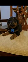Sky, a male Rottweiler for sale in Sand Springs, OK – 2 of 3
