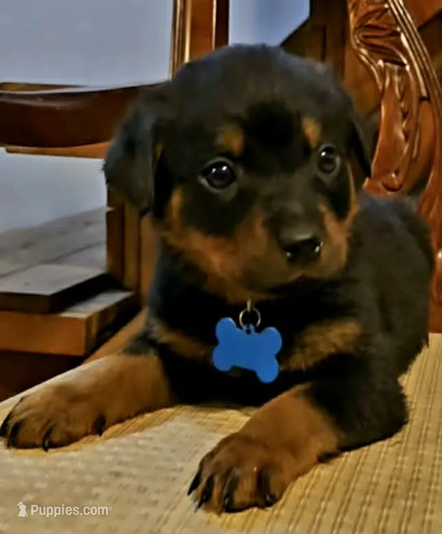 Blue – Rottweiler puppy for sale in Sand Springs, OK