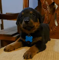 Blue, a male Rottweiler for sale in Sand Springs, OK – 2 of 4