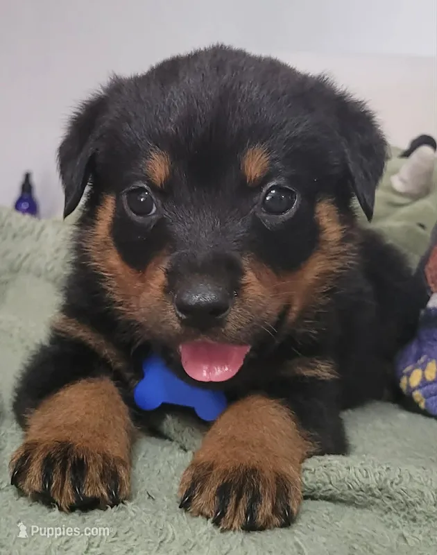 Blue – Rottweiler puppy for sale in Sand Springs, OK