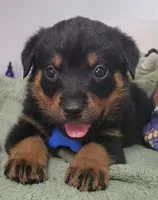 Blue, a male Rottweiler for sale in Sand Springs, OK – 1 of 4
