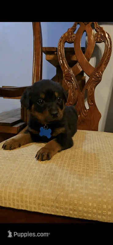 Sky – Rottweiler puppy for sale in Sand Springs, OK