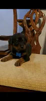 Sky, a male Rottweiler for sale in Sand Springs, OK – 1 of 3