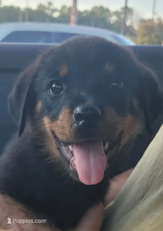 Hunter – Rottweiler puppy for sale in Sand Springs, OK