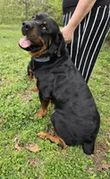 Hunter, a male Rottweiler for sale in Sand Springs, OK – 6 of 6