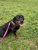 Blue, a male Rottweiler for sale in Sand Springs, OK – 3 of 4