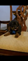 Sky, a male Rottweiler for sale in Sand Springs, OK – 3 of 3