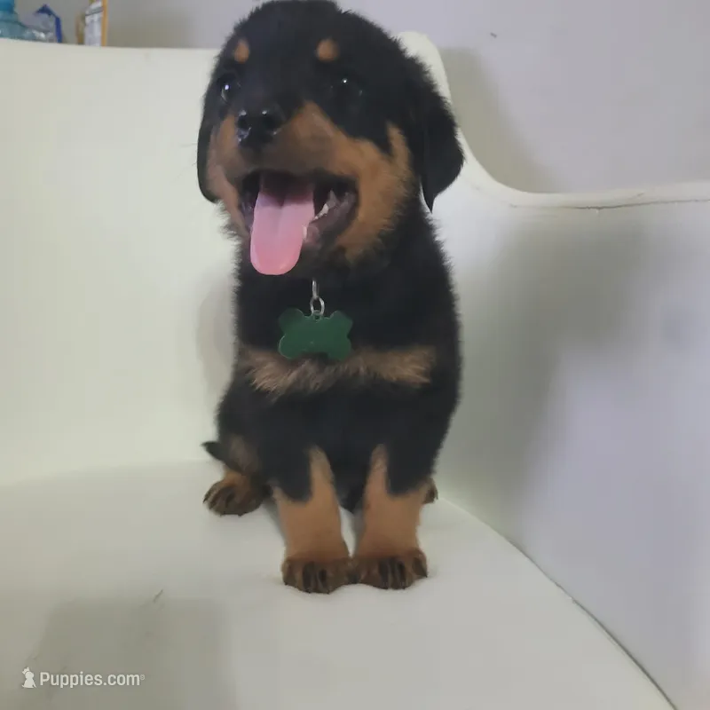 Hunter – Rottweiler puppy for sale in Sand Springs, OK